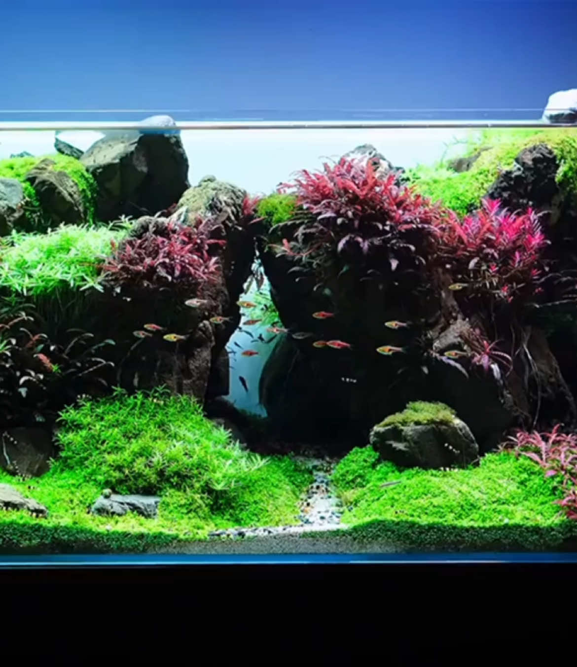 #foryou #xuhuong #trending #natureaquarium #hothuysinh #aquarium #plantedtank #christmas #aquascape #fishtank #thuysinh #hoca #ตู้ปลา #beautifulplantedtank #plantedfishtank 