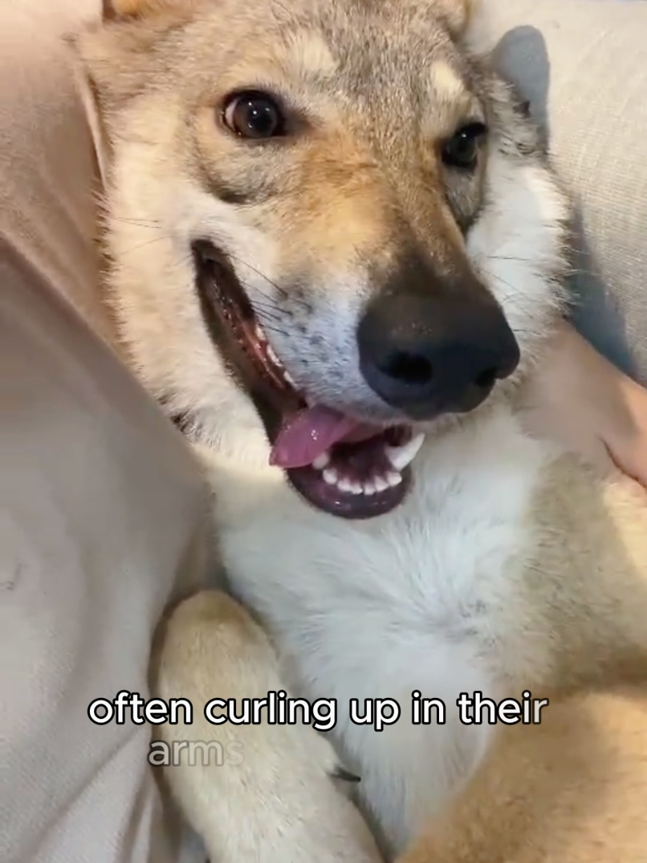 the fierce wolf turned into an adorable dog#fyp #wolf #animals #rescue #pet #cute 