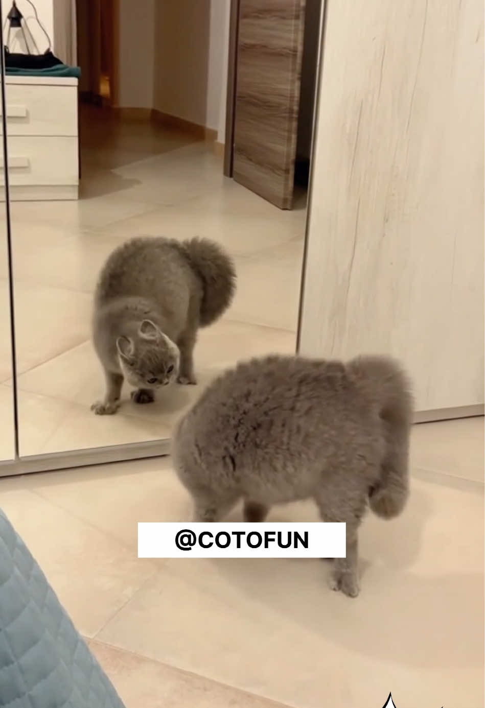 😂Funny cats😂 #funnycat #badcat #funnyvideo #gatosgraciosos #gatoschistosos #cattiktok #lustigevideos 