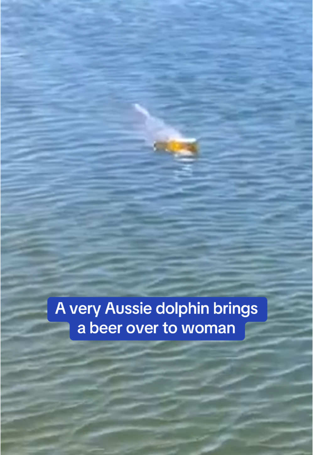 Is that a bottle nose dolphin?  🍺🐬 🎥DearneAcland/Storyful  #dolphin #beer #australia #sea #animals 