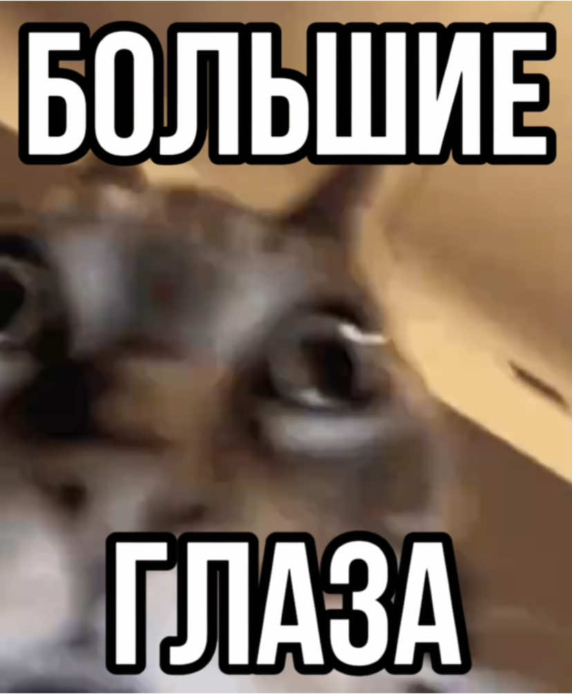 трек уже в тгк!🍽️🐱