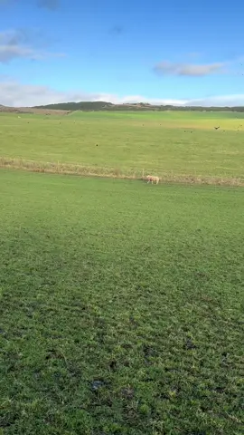 Echo catching a big male sheep #fyp #foryou #foryoupage❤️❤️ #dog #viral_video #EduTok 