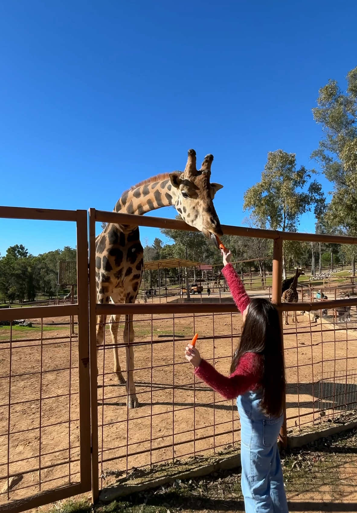 Ir con @Isita Díaz a ver a los animales 😂 Por cierto, para el que se lo pregunte, es en la Reseva del Castillo de las Guardas 😃