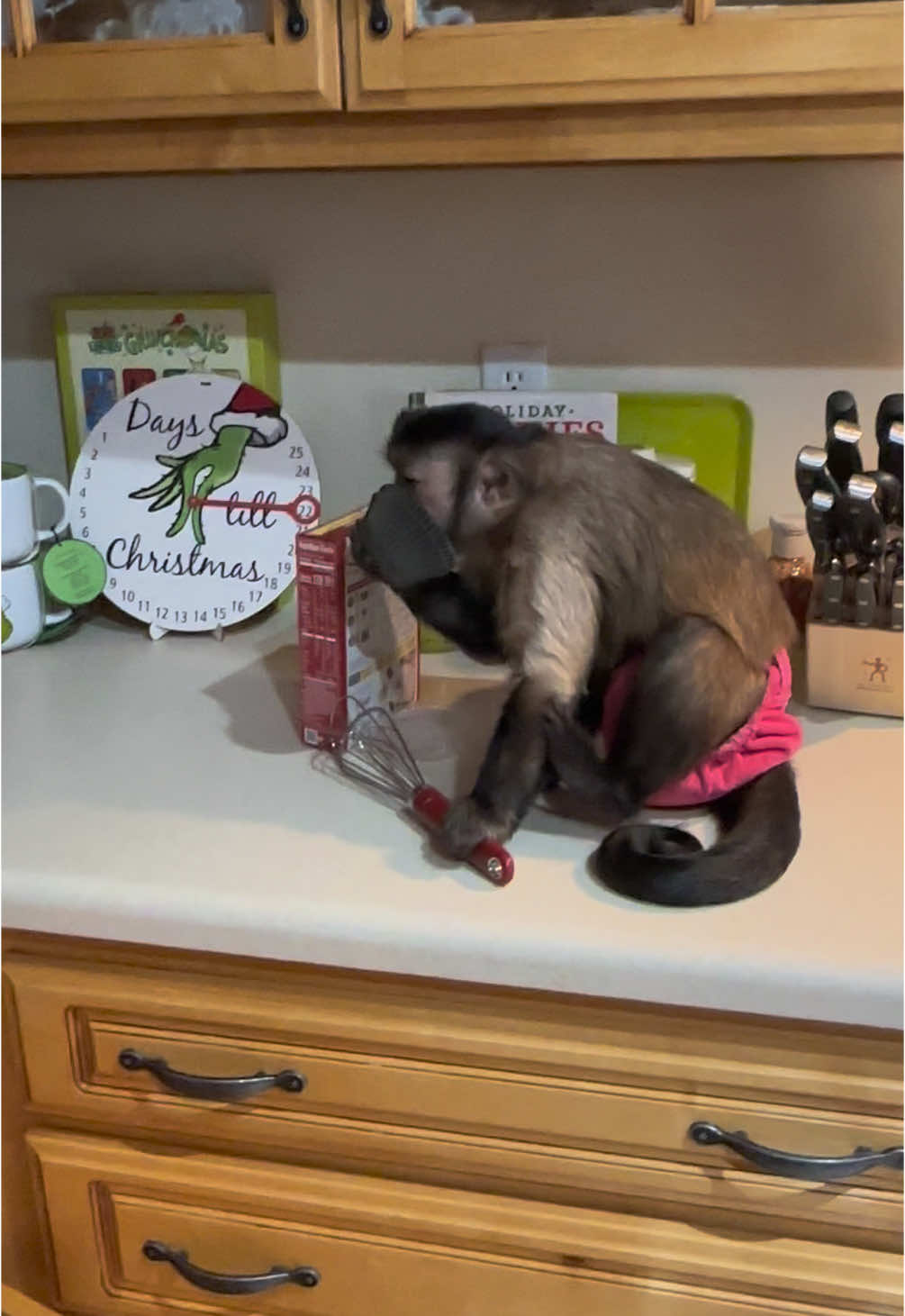 Guess what time it is! #animal #pet #animalsoftiktok #animalsoftiktok #pets #monkey #gaitlynrae #Foodie #baking #holiday #cooking 