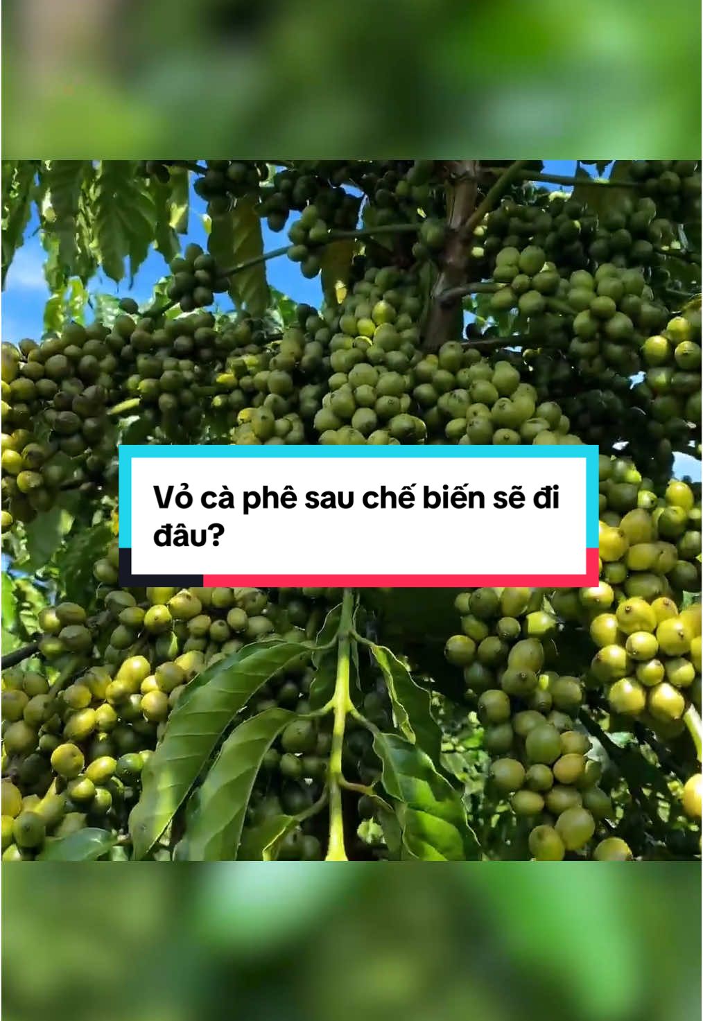 Vỏ cà phê sau chế biến sẽ đi đâu?  #vietsfarm #arabica #robusta #caphe 