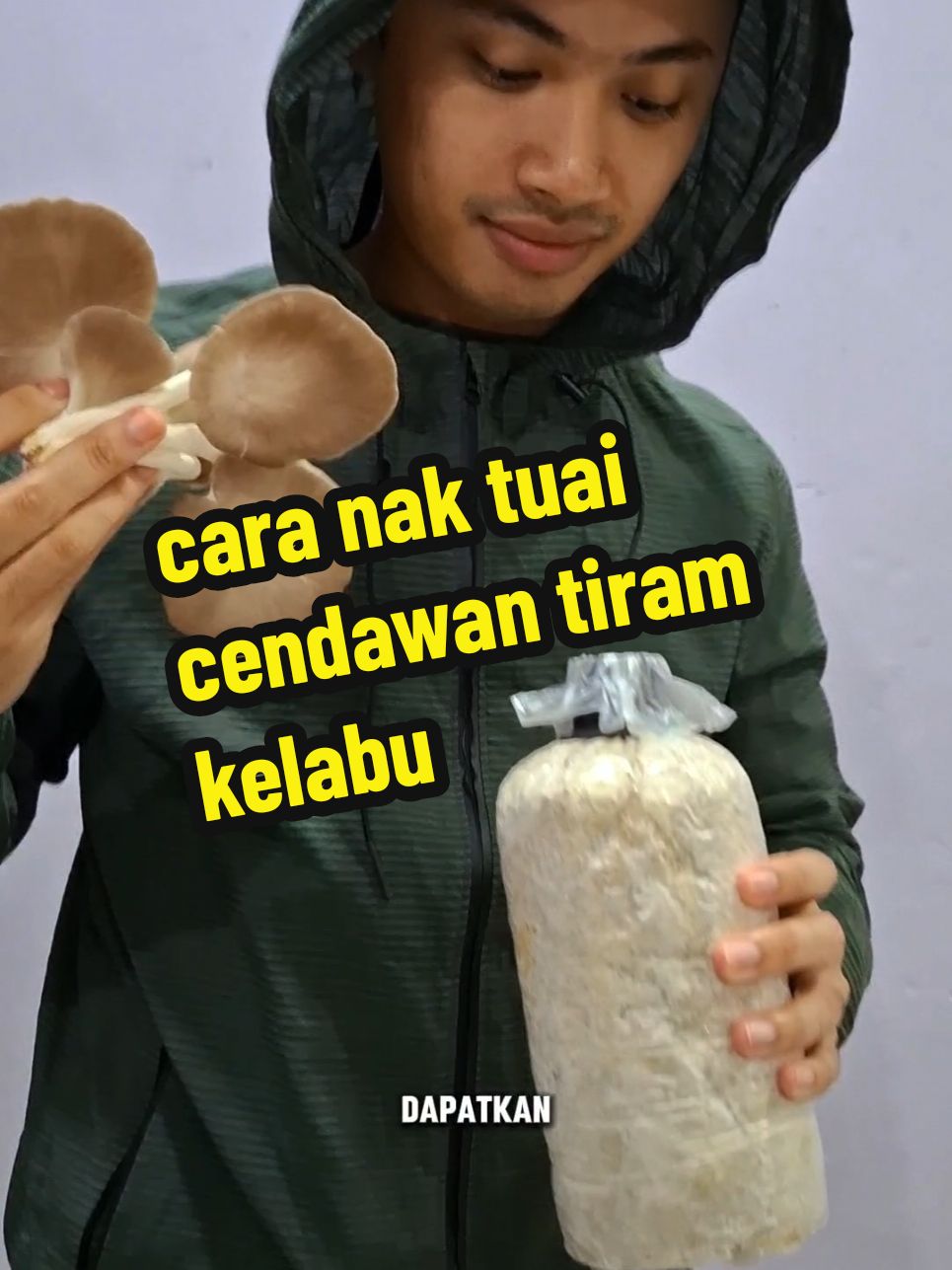 cara nak tuai cendawan tiram kelabu #cendawantiram #cendawantiramkelabu #bongkahcendawantiram #tiktokmalaysia #caratuaicendawan #carapetikcendawan 