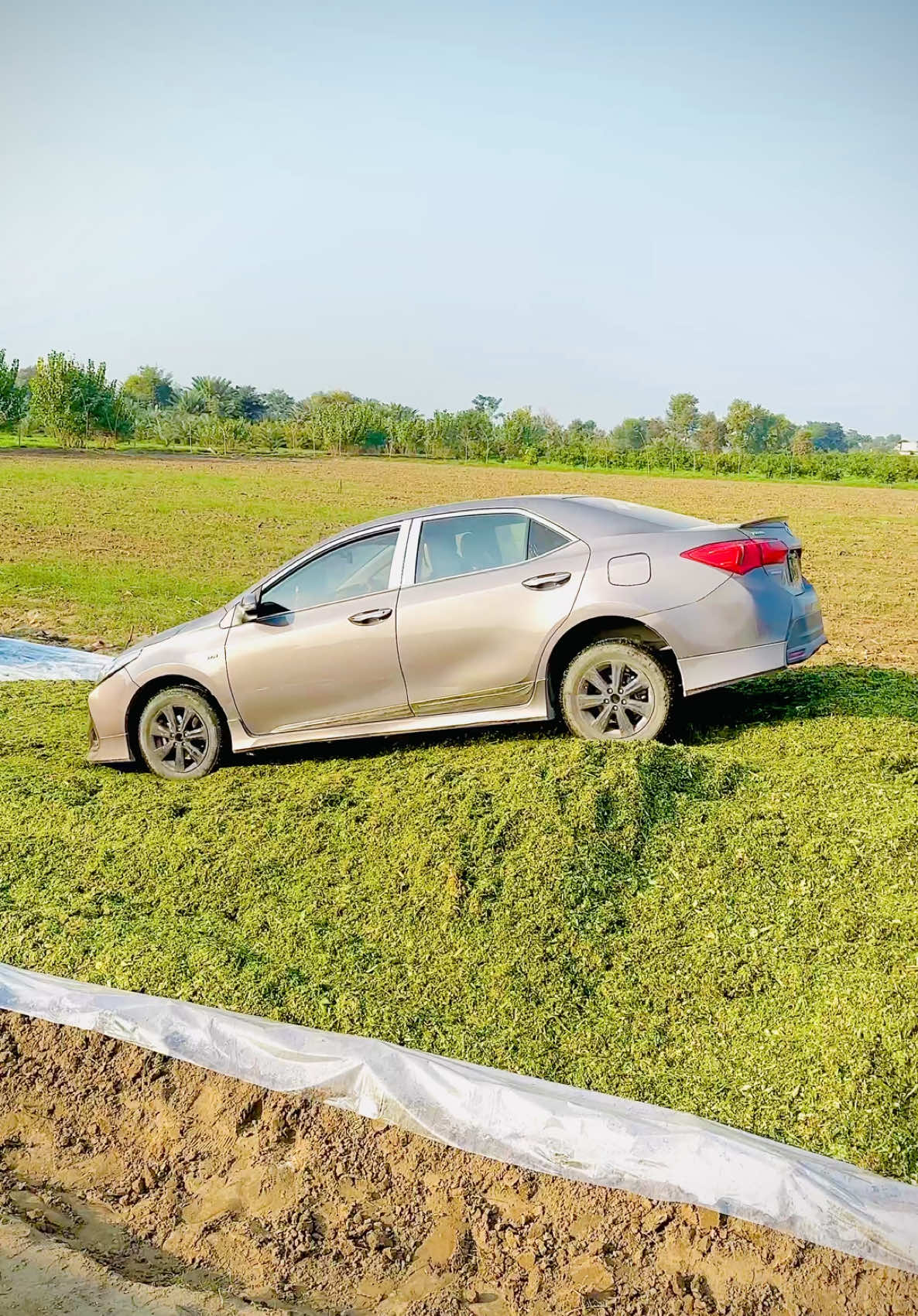 Making silage for dairy cows At Mehdi Dairy Farm Layyah #arsalmehdi #mehdidairyfarm #trending #dairyfarm #foryoupageee #farming #viral_video #viral #views #viraltiktok #farmhouse #agriculture #dairy #village #beauty #cow #farmer #mehdidairyfarmofficial #pakistan #newtrend 