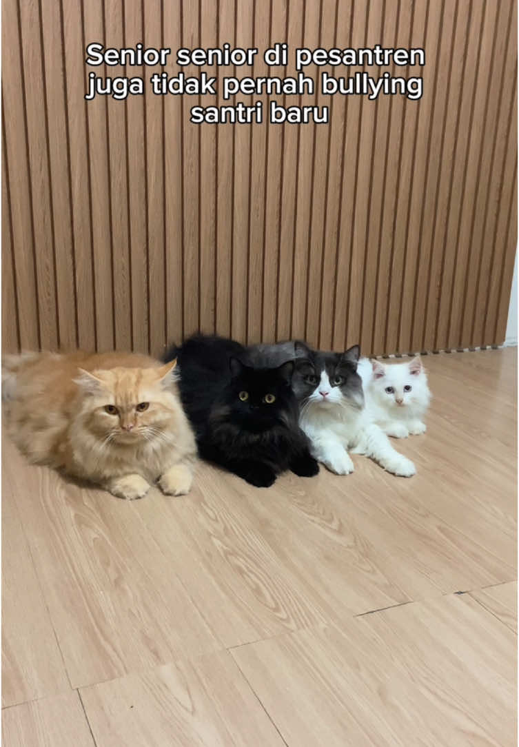 Anak baru sepertinya masih culture shock di lingkungan pesantren aman tentram damai ini🤣#kucing #lucu #kucinglucu #kojiro #triokojiro #kucingputih #kitten #cats #catsoftiktok 