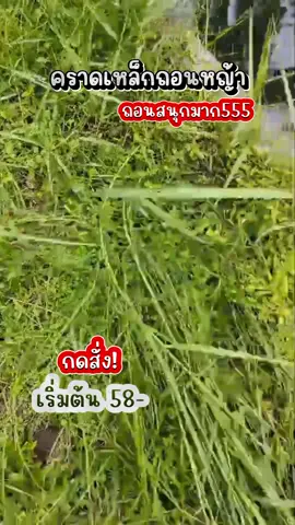 #คราดเหล็กดายหญ้า #เครื่องมือกําจัดวัชพืช  #คราดเหล็ก  #คราดถอนหญ้า  #คราดวัชพืช  #tiktokshop1212ลดใหญ่  #tiktokshop1212megasale  #ช๊อปกันวันเงินออก  #tiktokshopช็อปมันส์วันเงินเดือนออก  #tikiokป้ายยา  #tiktokshopครีเอเตอร์🛒  #เจ๊หน่อยขายสารพัด 