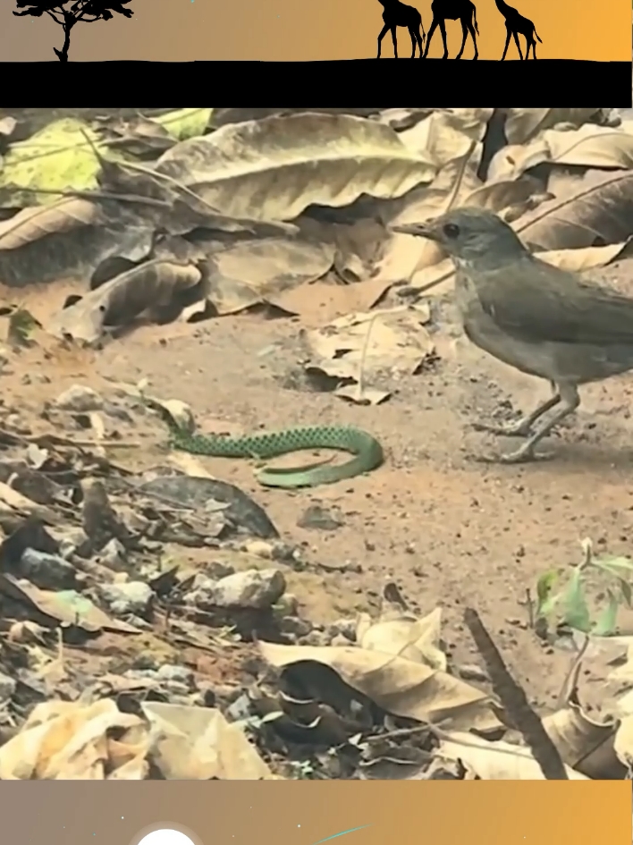 Sabiá atacando uma cobra 🐍🐍  #animal #mundoanimal #serpente #cobra #animaisperigosos #aves #passaros #sabia 