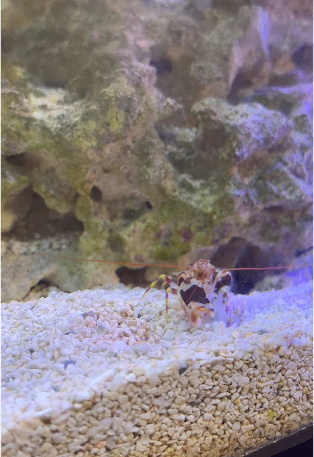 🐅🦐 Tiger pistol shrimp grabbing a snack!  What should we name him? #shrimptok #fypシ #fyp #animals #saltwatertank #justagirl #foryoupage 