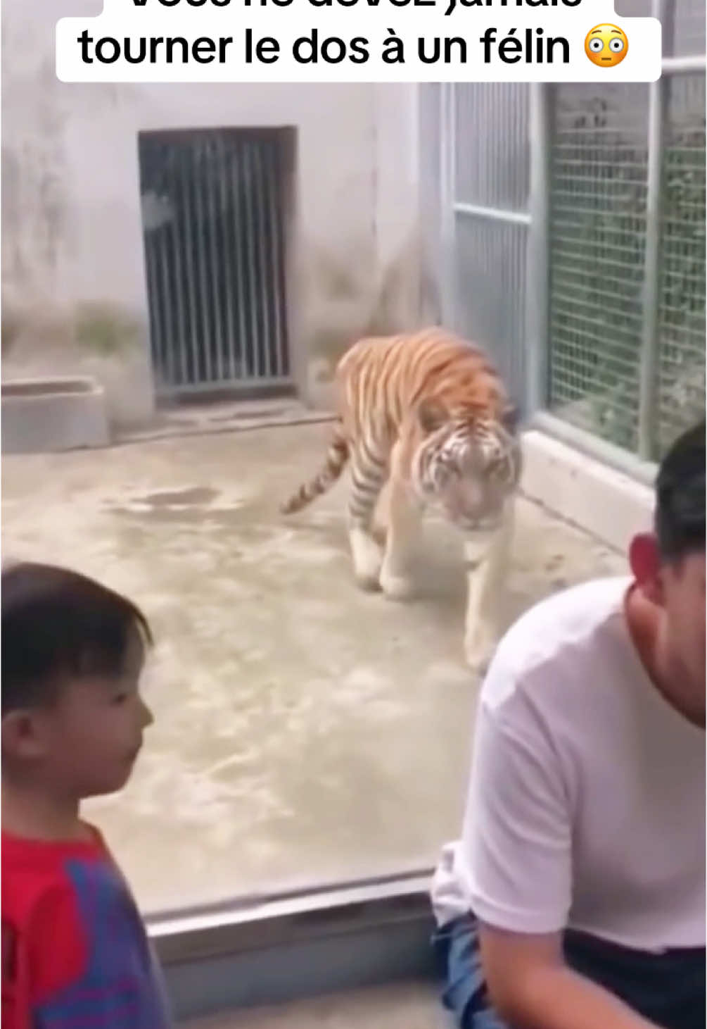 Ne tournez jamais le dos a un felin😳😳#animal #animalsoftiktok #savage #lion #animaux 