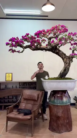 #cây_hoa_giấy #bonsai #cây_cảnh_nghệ_thuật #viral #reels #trending #xu_hướng