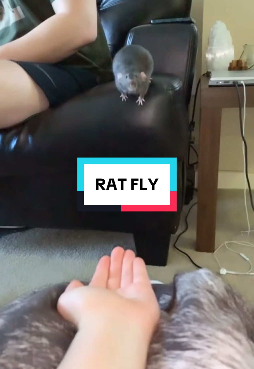 #rat #fyp 