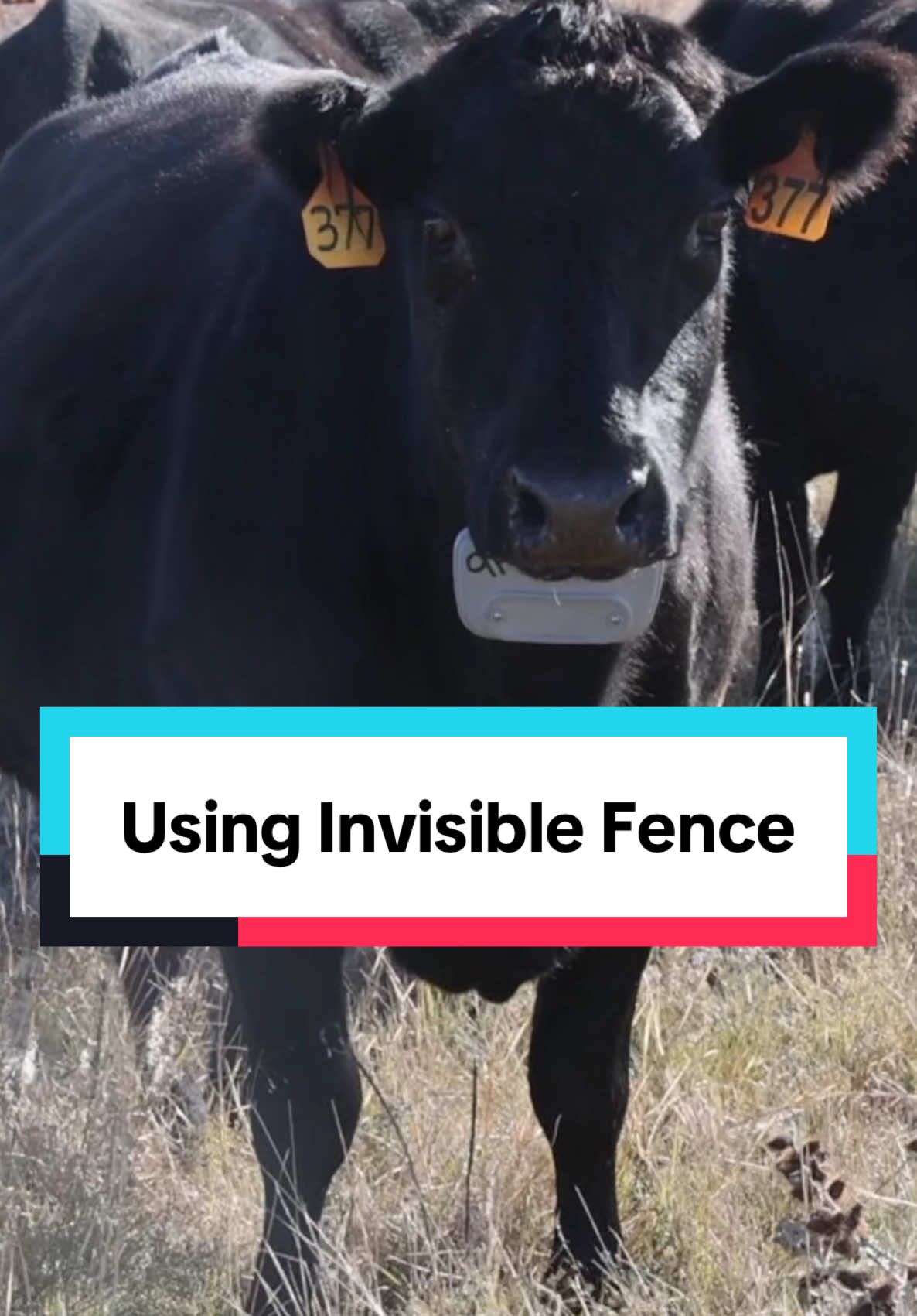 #ad At the ranch, we believe in sound science and embracing new technologies to work smarter, not harder. Tools like @vencecorp help us better manage our herd & rancher lifestyle. From grazing rotations to tracking cattle, it’s innovation meeting tradition to improve our land and livestock management.  #RanchingWithTech #SustainableGrazing #vence 