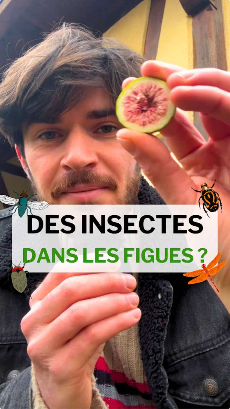 Des insectes cachés dans ce fruit ? Enfin, plutôt ces fleurs. Je ne le précise pas dans la vidéo, mais en fait, une figue c'est encore plus qu'une fleur, c'est des milliers de toutes petites fleurs.  #nature #fruit #cultureg #savoir #apprendre #education