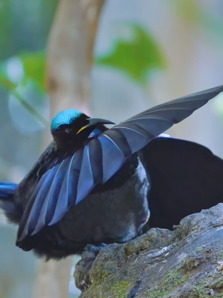 A born dancer, mastering the art of rhythm since its youth. Their courtship moves are absolutely adorable, as they flap their wings and show off their underwings to impress each other. Victoria's Riflebird (Ptiloris victoriae) #victoriasriflebird #socute #birds #didyouknow