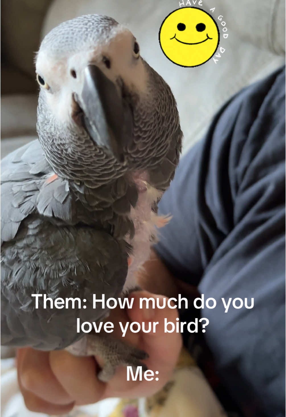 POV Obsessed 😘🥰 #kai #parrot #kiss #kisses #fyp #birb #parrots #parrotsoftiktok #africangrey #africangray #smartbird #africangrayparrot #parrotlove #trending #cute #cutebird 