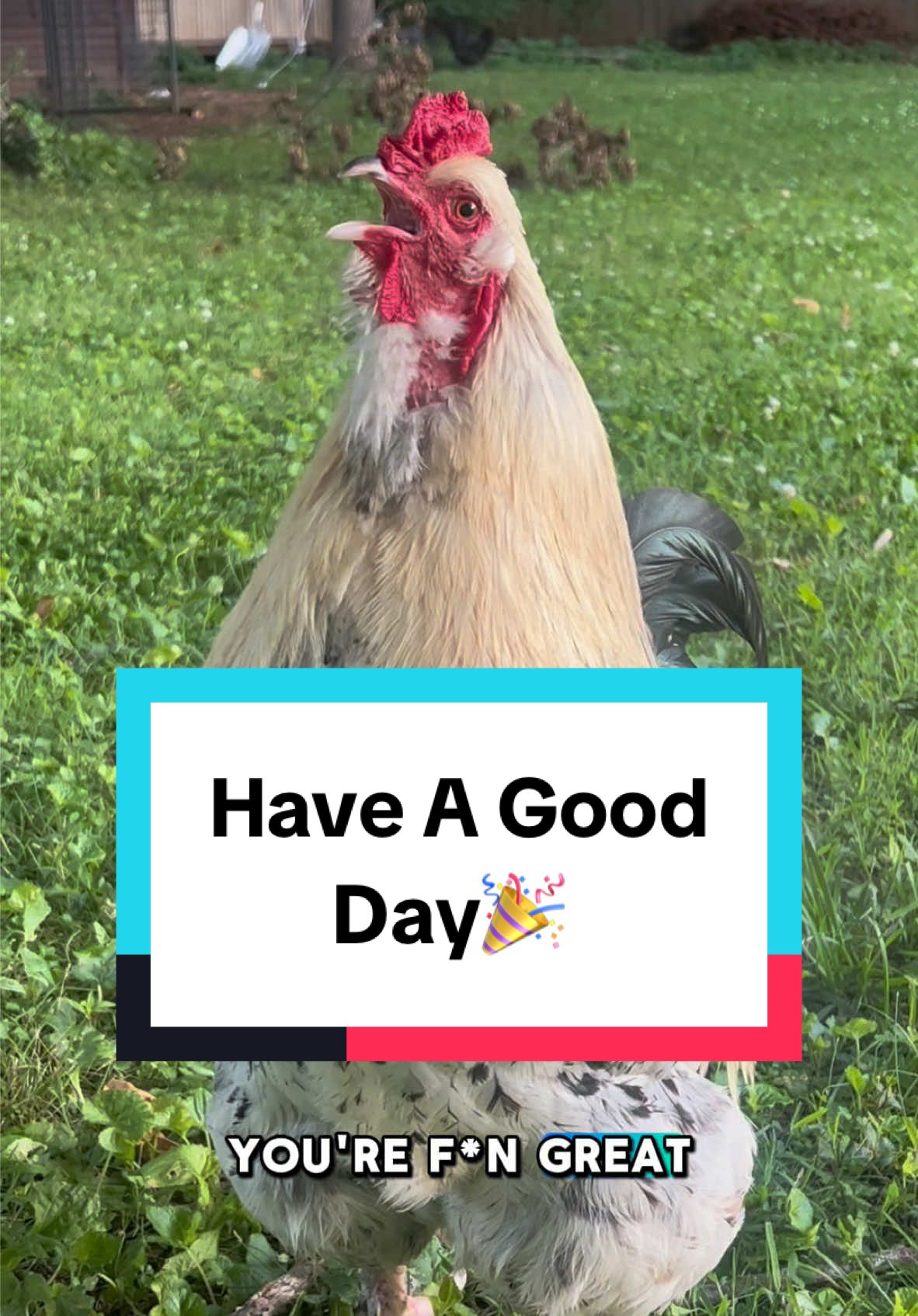 have a good day! #haveagoodday #chickens #rooster #monday #funnyanimals #chickensoftiktok #chickenhappyhour  