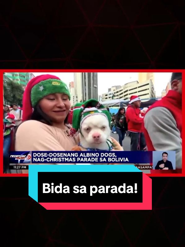 Imbes na mga reindeer o elves, bumida ang dose-dosenang albino dogs sa isang kakaibang #Christmas parade sa Bolivia. #FrontlineTonight #SocialNewsPH #News5 