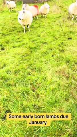Early lambs coming 🤞🏼 #croftinglife #islandlife #tuppingseason #womeninagriculture 