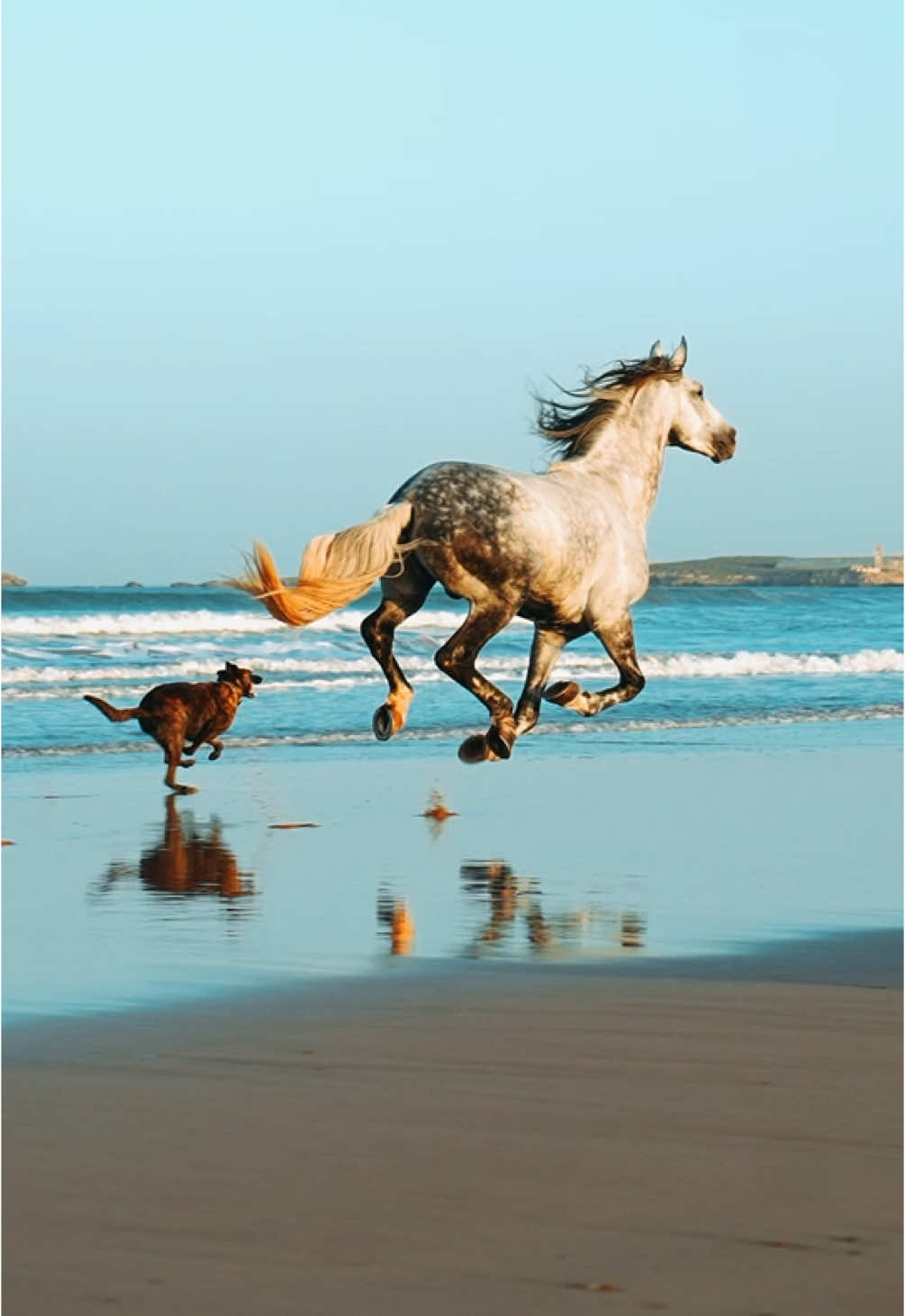 Our big boy Amigo, enjoying freedom, look how happy he is, he don’t stop smiling 😀 🎥 @selimsendal  👉🏼 We are a Travel Agency based in Essaouira (Morocco). Join us for an unforgettable horseride holidays. Ride the best horses in town, and meet the best team of riders.  . . . . . . #horses #horsesoftiktok #horse #horsetok #equestrian #fyp #cheval #fypage #viral #viralvideo #pferd #horsesontiktok #лошадь #horselove #essaouira #morocco #lovak #caballos #cavalli #freedom 