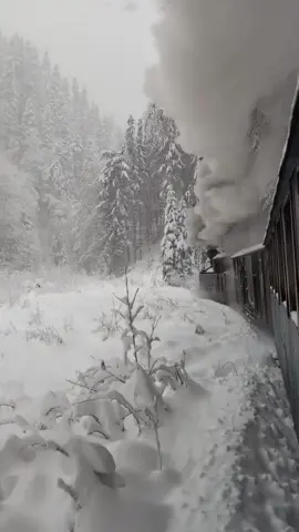 What is it about a winter storm that stirs something ancient in the soul? The Vaser Valley, cloaked in its alabaster raiment, offers a tableau of unearthly splendor. Here, amidst the Maramureș wilds, the venerable Mocănița train, a relic of steam and iron, threads its way through the vortex of snow. Each whistle is a hymn to forgotten epochs, each puff of smoke a specter lost in the whorls of a celestial blizzard. It doesn’t merely move through the storm—it communes with it, drawing the heavens to earth in a cosmic embrace. The narrow-gauge railway, one of Europe’s last steam-driven lifelines, stretches through 60 kilometers of untouched wilderness. Built in the 1930s to ferry lumber, it now transports dreamers and wanderers. This route through the Carpathians, cutting through primal forests and shadowed gorges, transforms in winter into a realm of otherworldly phantasmagoria. Icicles hang like nature’s chandeliers, crystalline and cruel. Snowfall cascades in curtains, obscuring the sun and transmuting the landscape into a monochrome opalescence. The air hums with the clang of iron wheels on steel rails, a haunting cadence that echoes across the valley. It is not merely a train ride—it is an odyssey through the sublime. How often does one have the chance to journey through a landscape where the elements themselves seem alive, dancing and conspiring with the earth below and sky above? As the Mocănița presses onward, you wonder: is it pulling us into the past, or into some dreamscape that exists beyond time? Video by @sz.monika  [ Maramureș Wilderness, Steam Train, Mocănița, Winter Journeys, Vaser Valley Railway, Carpathian Snowstorm, Romanian History, Heritage Railways, Mountain Landscapes, Rustic Charm, Nature’s Beauty, Hidden Romania, European Gems, Snow Adventures, Forest Mystique, Timeless Travel, Iron Horse, Alpine Splendor, Remote Valleys, Winter Solitude ] #romania #vaservalley #mocanita #steamtrain #winterwonderland #travel #snowstorm #romaniatravel #carpathians #hiddenromania