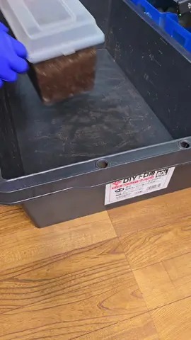 #クワカブの部屋 #作業音 