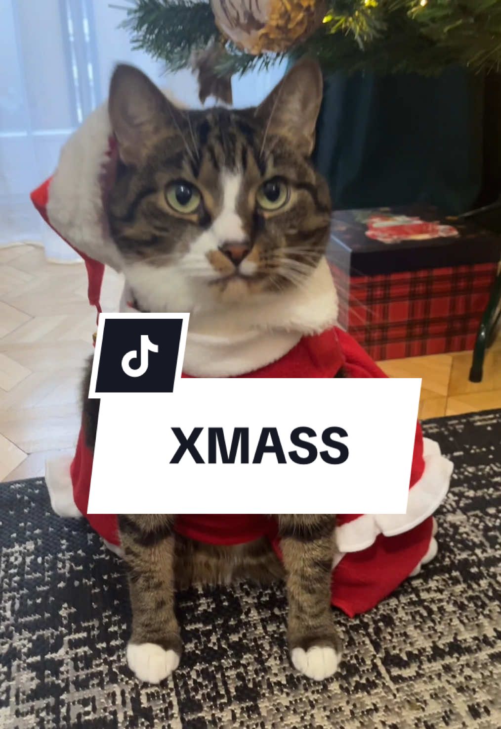 Xmass mood ON! 😻🐾🎄 #cat #funnycat #kot #catoftiktok 