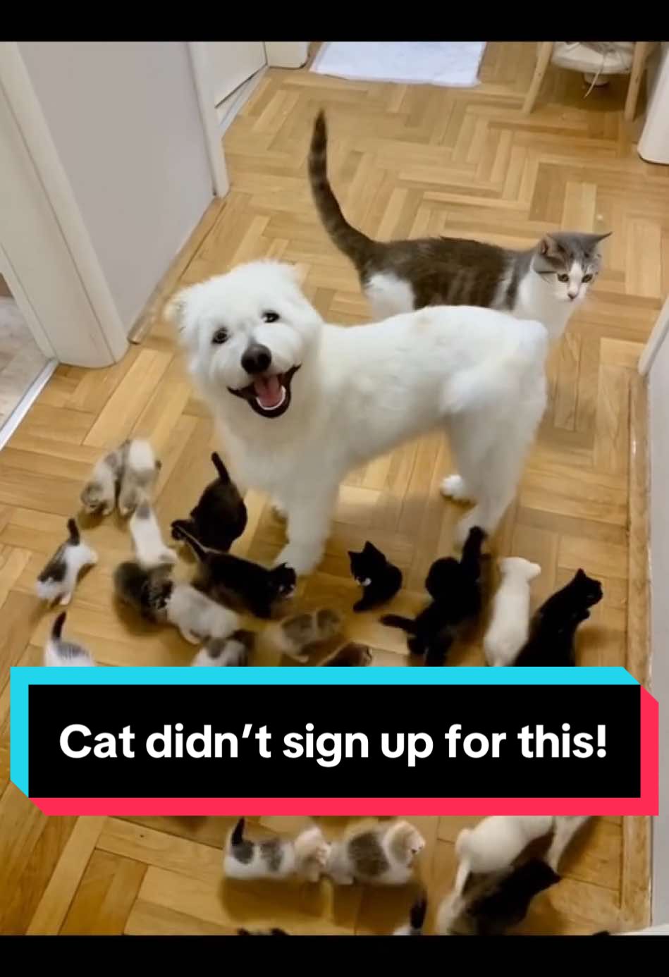 “My cat’s face says it all: ‘I didn’t sign up for this!’ 😂🐶🐱 Who else relates to these unexpected pet adventures?” . . #funnyanimals #catreaction #dogandcat #kittenchaos #puppylife #petsquad #cutekittens #dogmoments #animalshenanigans #catvsdog #unexpectedfriendships #kittensofinsta #funnydogsofinsta #kittenlove #doglife #adorablepets #crazyhouse #kittenseason #petloversunite #petsofinstagram #dogandkittens #animalvibes #pets #PetsOfTikTok 