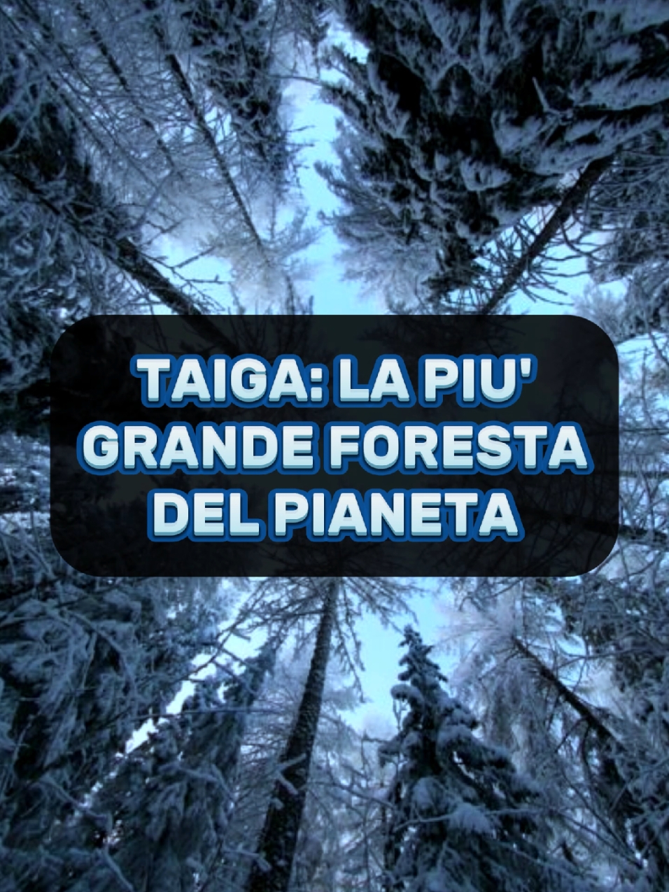 La taiga siberiana è considerata la più grande foresta del pianeta, con un'estensione superiore ai 7 milioni di chilometri quadrati. #russia #siberia #foresta #taiga #natura #bosco #orso #neve #freddo #albero 