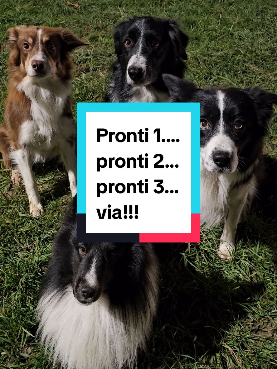 Pronti 1...pronti 2...pronti 3....via!!! #Nhâtalino #Nhât #Nhâtalinomonello #bordercollie #shetlandsheepdog #caniditiktok #dogsoftiktok #dogs #cani #canidivertenti #funnydog #addestramentocani #educatorecinofilo #doglover #amico4zampe