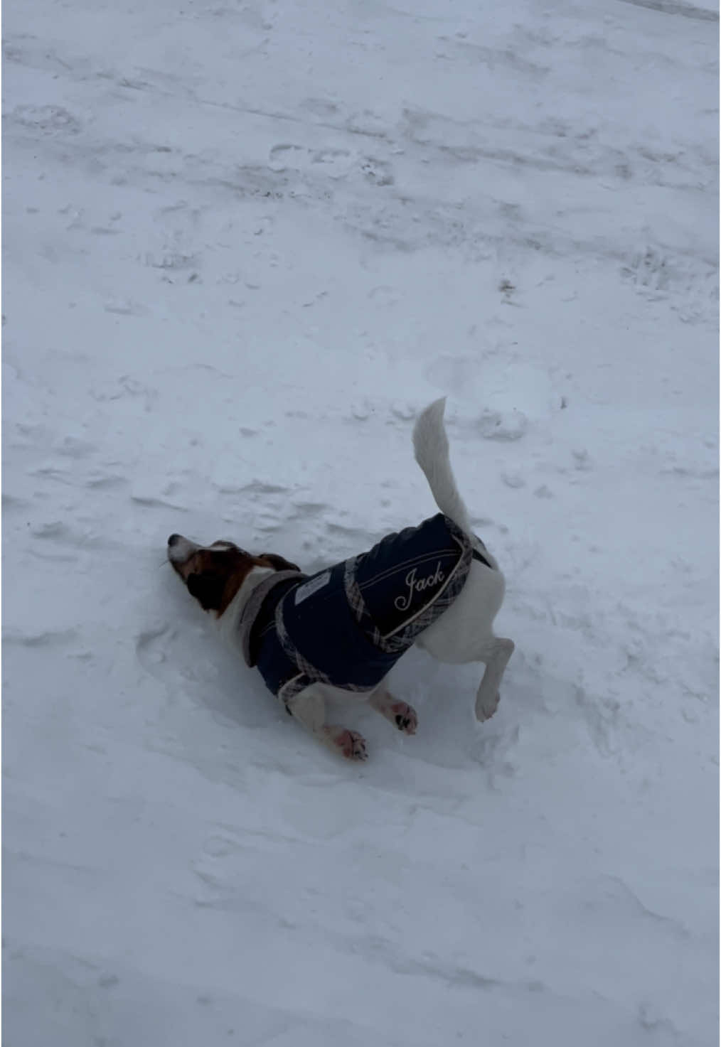 🤪🤩❄️ #jacki #jackithejack #snow #happiness #winterwonderland #jackrussellterrier 