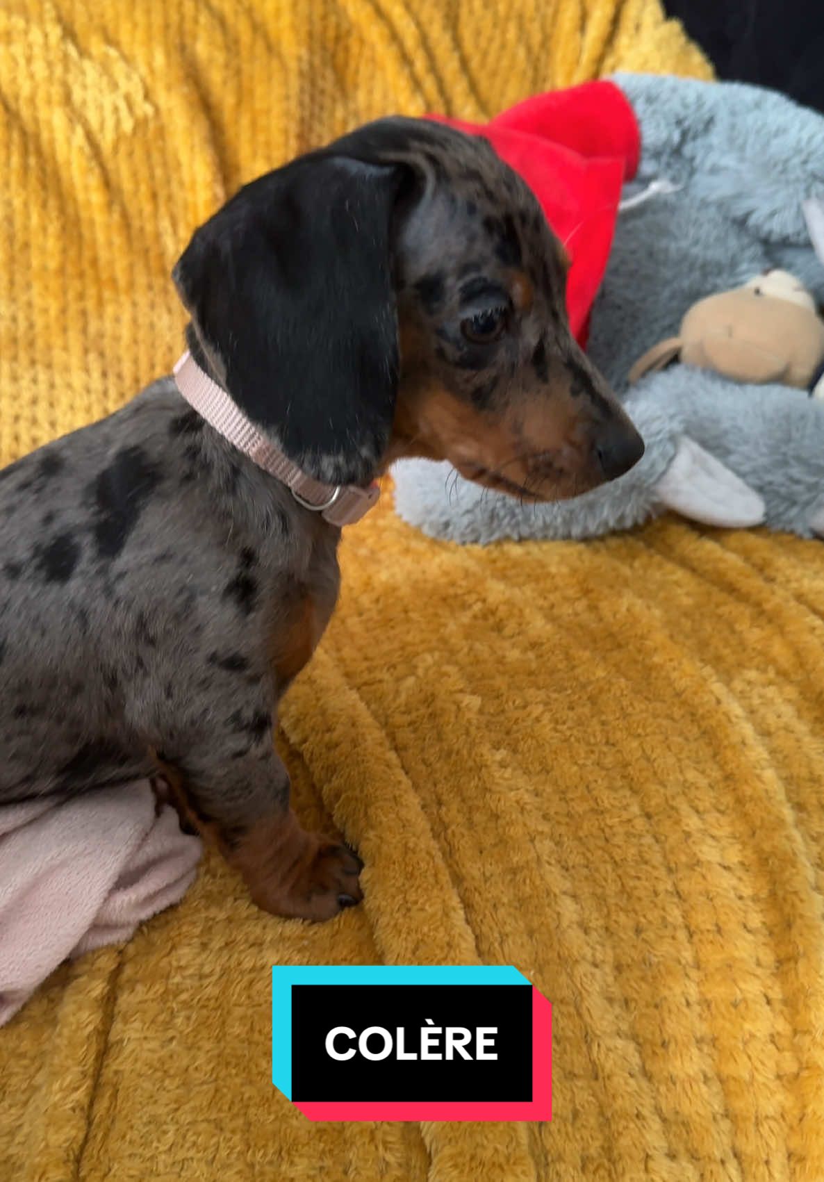 Suivez moi pour mes aventures ! What a dog life 😞🤧#teckel #puppy #venusthedachshund #dogmomlife 