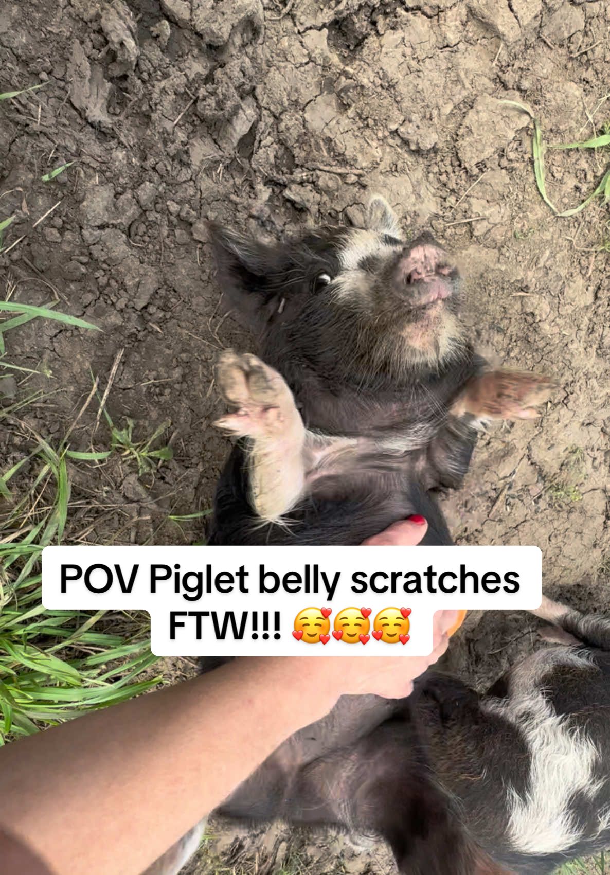 Piggy June and her little grunts of happiness for belky scratches - nothjng CUTER!!! 🥰🥰🥰 #piggy #farmlife #cute #PetsOfTikTok #fyp #pig #farmtok 