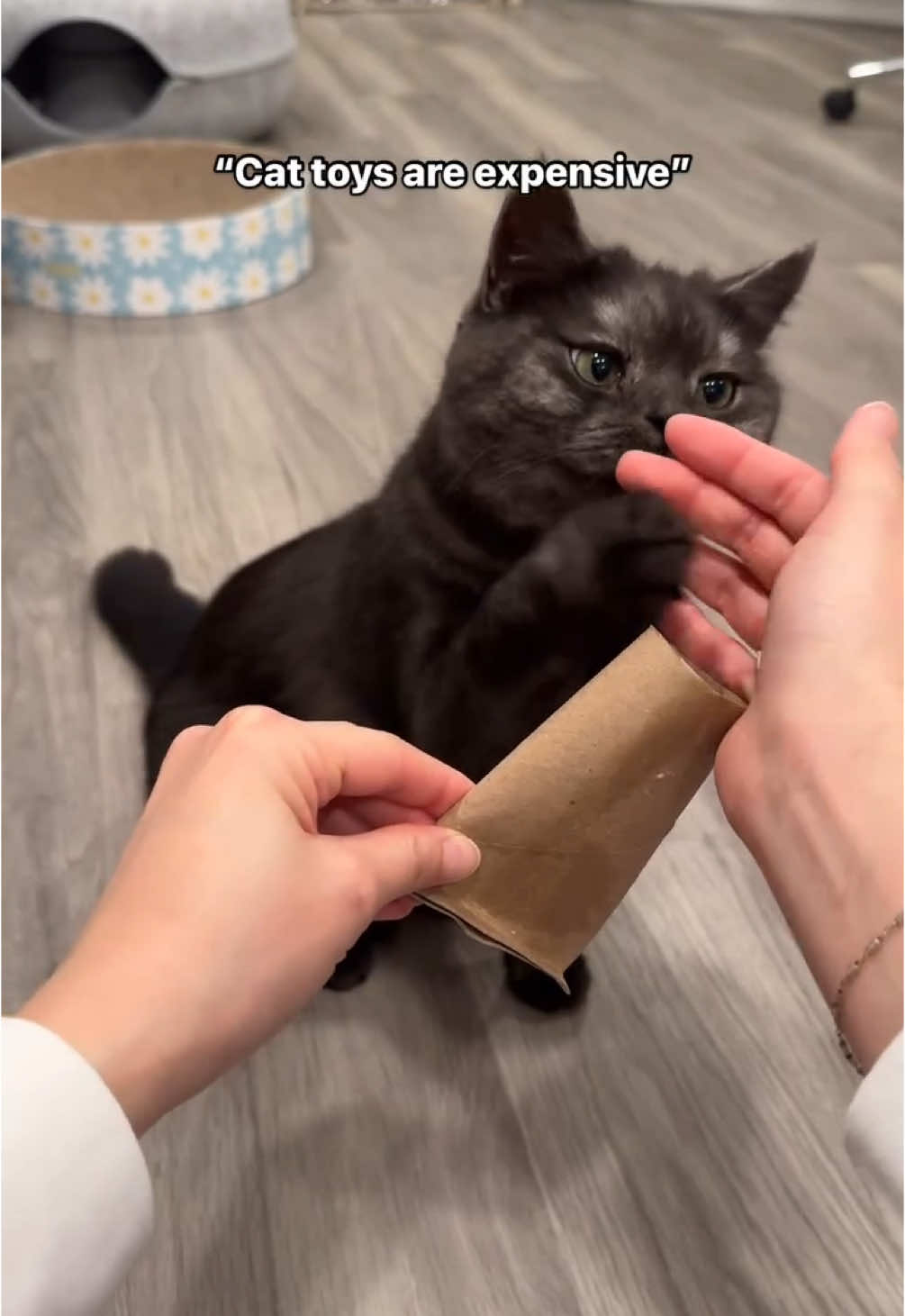 Cat enrichment toys starting from $0.00 🧻  #cattok #cats #cat #kittycat #kitten #kitty #catmom #catlover #catsoftiktok 