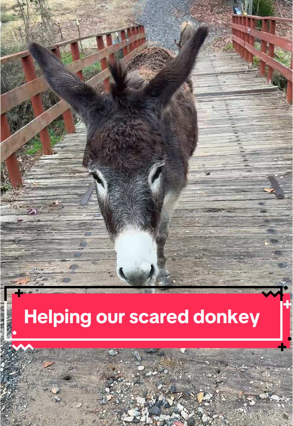 Sweet buster is so scared. Come with us to help our donkey. #millenialmom #donkeylove #donkeysoftiktok #donkey 