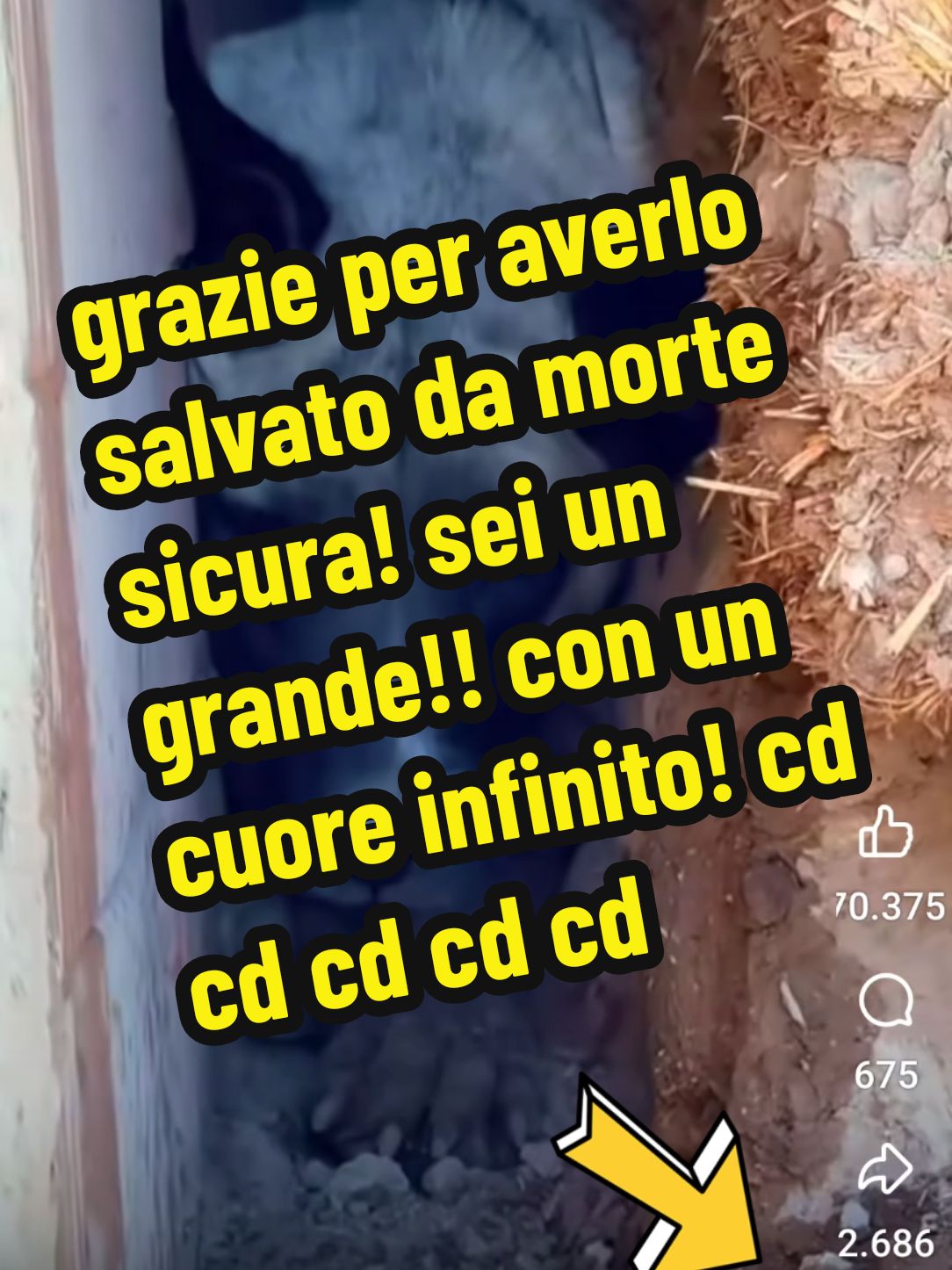 #corazon #heart #puppiesoftiktok #puppies #abandoned #abandono #abbandono #tripode #canim #cane #grazie #adottami #adottauncanedalcanile #adottauncane #adottanoncomprare #adotta #thankyou #thank #thanks #gracias #lover #loveyou #amor #amore #ilove #iloveyou #dog #dogs #doglove #dogsoftiktok #viraldog #pets #petlover #PetsOfTikTok #perro #perros #cutedog #rescuedog #puppydog #puppies #puppy #help #helpme #aiuto #nonmollare #nonmollaremai #beautiful #lindo #hermoso #respect #rispetto #cane #canim 