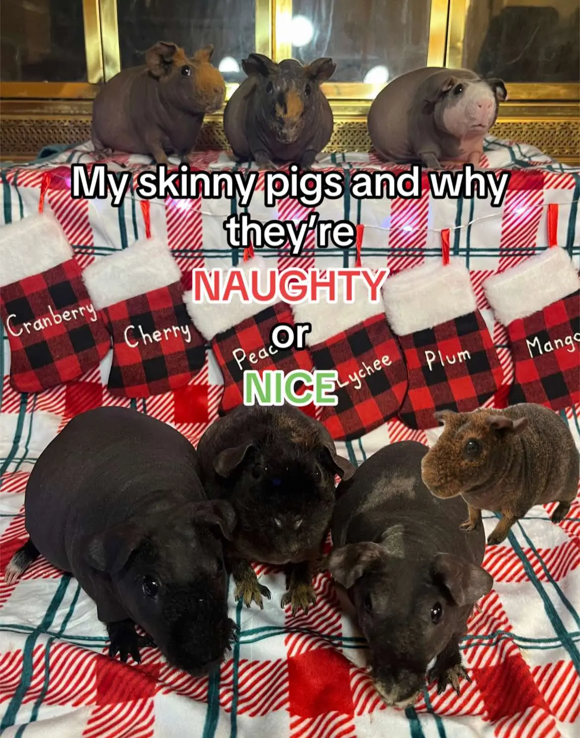 If I don’t laugh about Mango I’ll cry  #fyp #foryou #foryoupage #christmas #christmas2024 #naughty #nice #naughtyornice #naughtyornicelist #skinnypig #skinnypigs #skinnypigsoftiktok #guineapig #guineapigs #guineapigsoftiktok