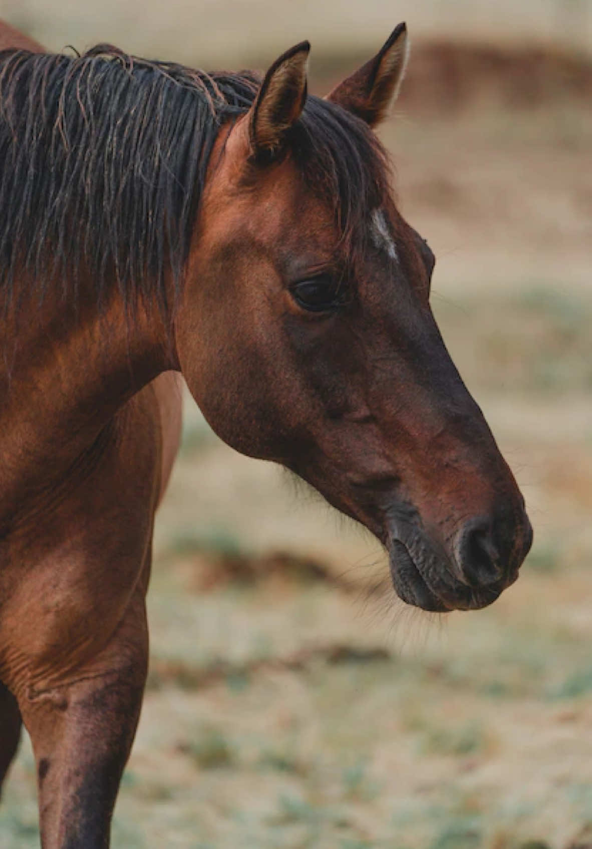 #fyp #viral #elbruso #foryoupage #kyrgyzstan #horse 