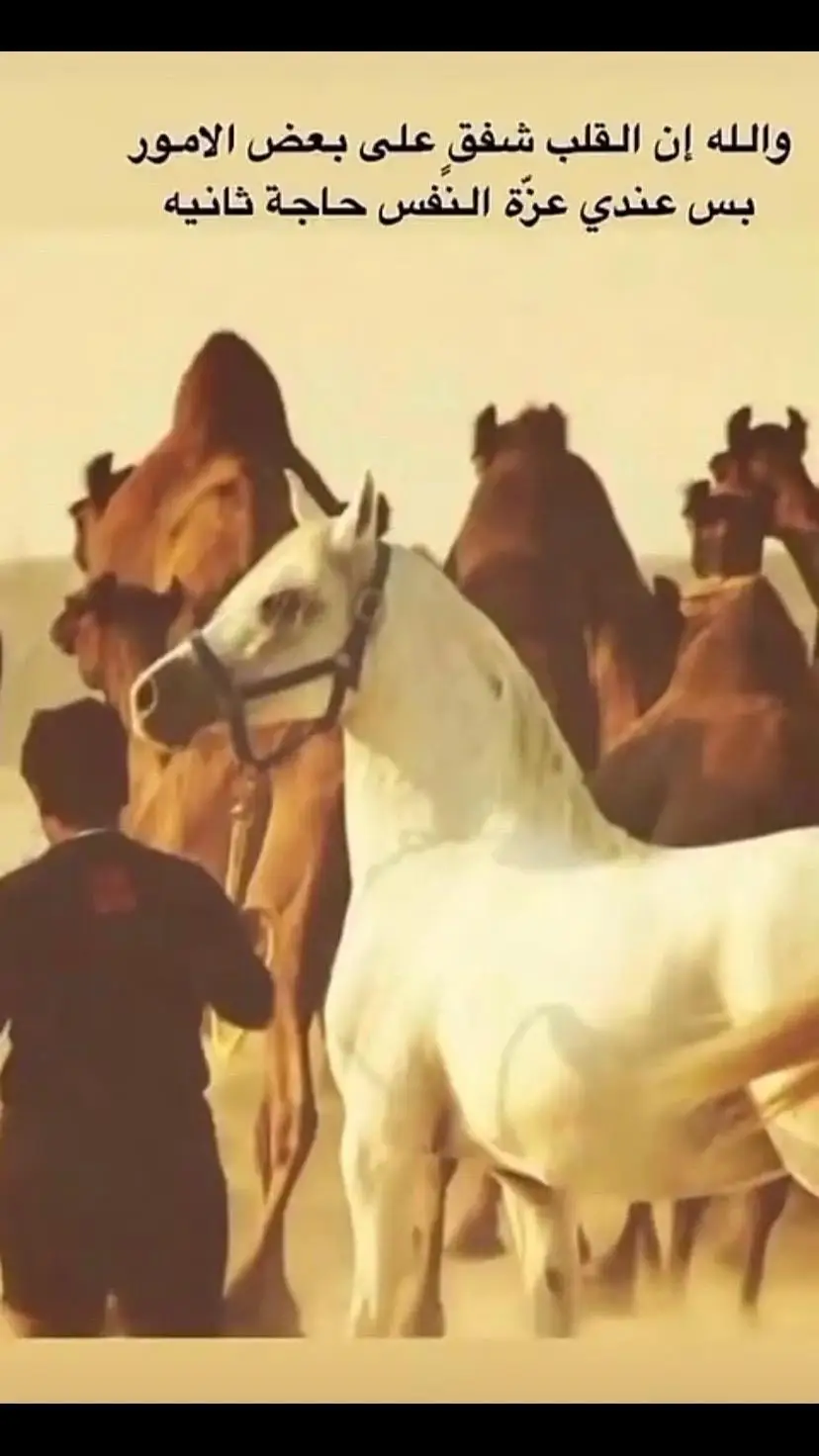 #اكسبلور #الهاشتاقات_للشيوخ #خيل_وخياله🐎 #خيول_عربية_اصيلة #مالي_خلق_احط_هاشتاقات #اسعد_الله_جميع_اوقاتكم🌹🌹 #مالي_خلق_احط_هاشتاقات #نجران #لايكات #الشعب_الصيني_ماله_حل😂😂