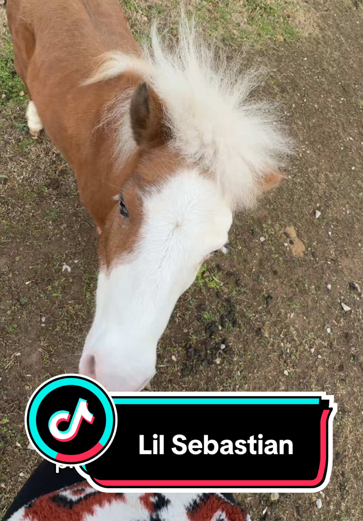 Some details about Lil Sebastian #horse #minihorse #minifarm #horsesoftiktok #farmlfie 