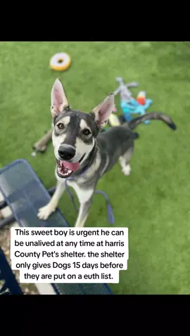 no name.  #A629405. 4A14. German shepherd mix. easy to leash.  calm inside his kennel.  he's learning to walk on a leash so he pulled.  not reactive towards other dogs when passing their kennels.  he's very treat motivated.  knows how to sit.  he's learning to take treats nicely.  would be best if he had a back yard to run of some of his energy.  he's a very obedient boy.  Definitely needs to be exercised.  will need some patience with training him and teaching him house manners.  He shows traits of a puppy.  He's very energetic with you when you engage.  He's super affectionate.  overall, he's a very playful, affectionate, and energetic boy.  IF YOU WOULD LIKE MORE INFORMATION OR WOULD LIKE TO APPLY TO ADOPT OR FOSTER PLEASE GO TO @RESCUE DOG ARMY TO FILL OUT AN APPLICATION IN BIO.  OUT OF STATE ADOPTION IS POSSIBLE.  THIS SWEET BOY IS LOCATED AT HARRIS COUNTY PET'S IN HOUSTON TX.  #adopt #foster #rescue 