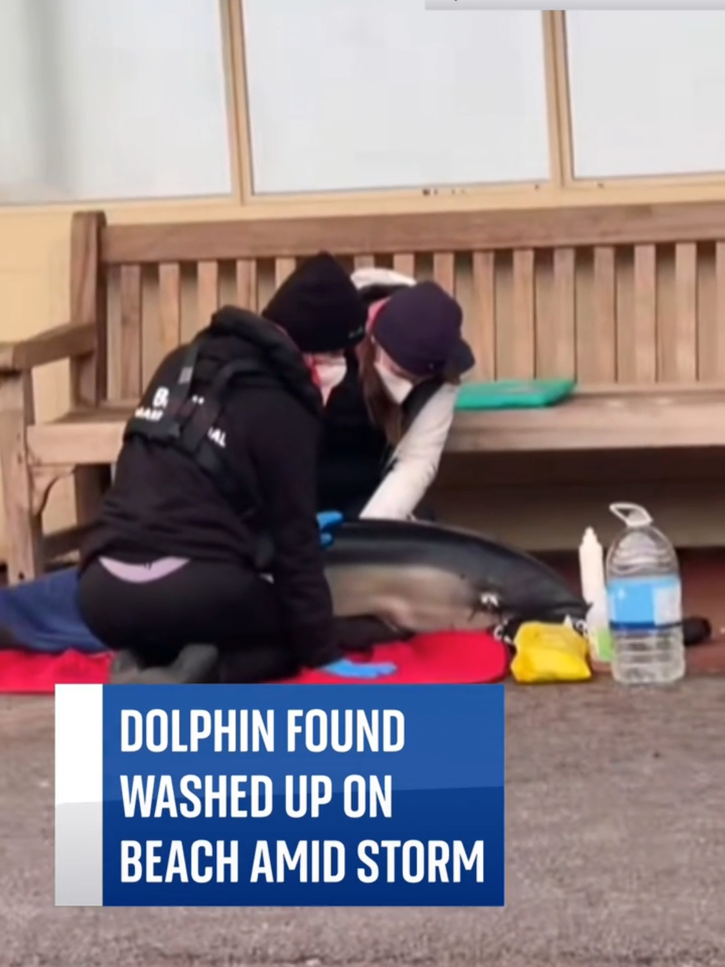 Marine medics were alerted to an injured dolphin washed up on a beach in north Wales during Storm Darragh. They operated on the animal but ultimately decided to euthanise it due to extensive injuries. #StormDarragh #Wales #Dolphin