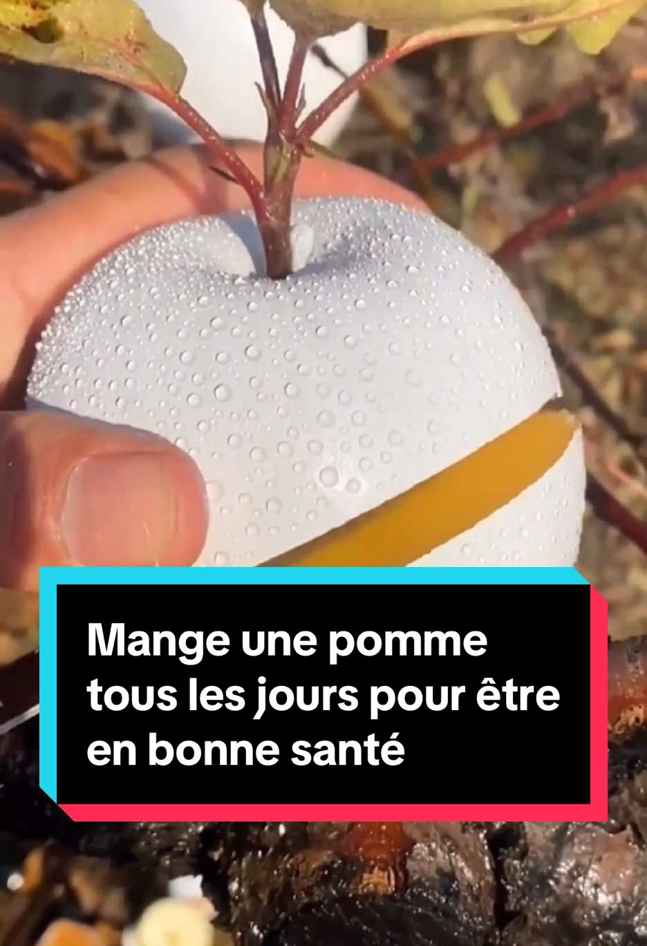 Savais-tu que manger une pomme par jour éloigne le médecin pour toujours ? 💡 #pomme #fruit #nutritionsaine #alimentationsaine #conseilsanté 