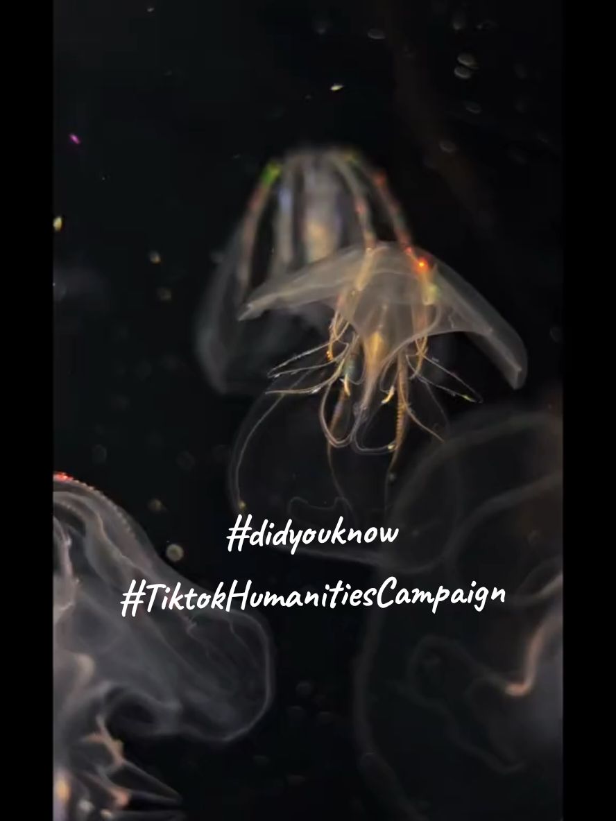 🪼Jellyfish. The real aliens.  Did you know that the immortal jellyfish, Turritopsis dohrnii, is a species of jellyfish that can reverse its life cycle and effectively live forever.  #DidYouKnow #tiktokhumanitiescampaign #alien #jellyfish #immortal 