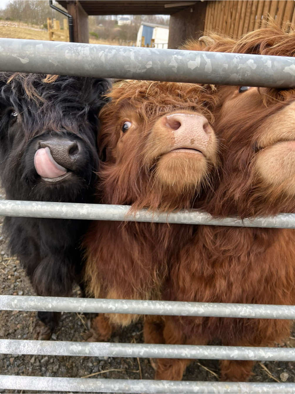 They’re so needy…and I love it! 🐮🩷 #m#mapleinthehighlandss#Scotlandc#canadianinscotlandb#bonniescotlandh#highlandcowh#highlandcoo#f#farmerf#farmerss#supportfarmers#c#cowsoftiktokf#farmanimalsl#livestockf#farmersofinstagramc#countrysidec#cattlec#cowsf#fypf#foryoupage