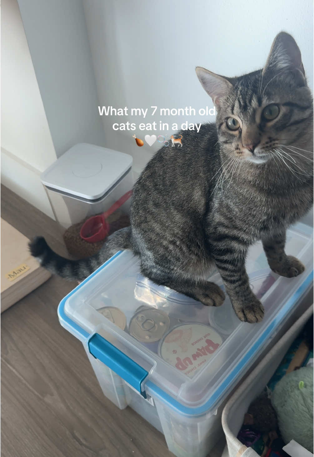 Feed my cats with me✨ what cat food brands are your guyses fave?? Please leave me some suggestions✨ #whatmycateats #catfood #catlover #catsoftiktiok #catmom #catlife #kittensoftiktok #kittenfood 