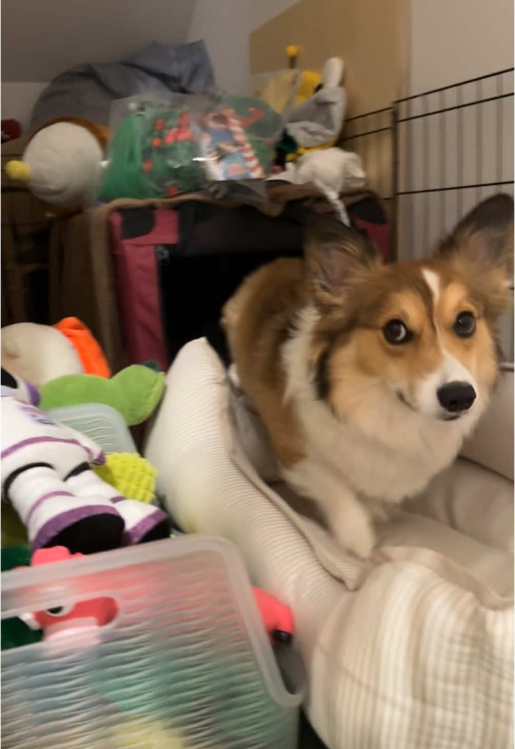 Rocket was definitely scheming in there 👀😂 @Alexis To  #teen #scheming #sneaky  #getoutofmyroommom #🚀 #messyroom #tooquiet #lol #fyp #fy #foryoupage #corgi #corgisoftiktok #tiktok #pembrokewelshcorgi #rocket #corgis #corgination #dog #dogsoftiktok #dogs #dogtok #doggo #cute #corgipuppy #trend #corgiracing #pet #corgishedding #goodmorning #tuesday #uniqlo #fluffy #riseandshine #youtube #tgif #clip #synchronizedstomps #justforfun #spooked #sideeye  #stairs #stair #cutestdogbreed #synchronizedstumps #funny #stairmaster #trending #trend #viral #viralvideo #viraltiktok #video #lol #goofy #sassy  #PetsOfTikTok #pov #intruder #guarddog #scary #cutesy #🚀 #🐾 #capcut #meme #🐶 #memecut #toomanytoys #cardiganwelshcorgi #fyy #longneck #corgihearttail #saveddraft #barkbox #iphone #creatorsearchinsights #homebody #homebodylife #creatorsearchinsight #demure #tiktokcreator #influencer #🤠 @Shop BARK @PetSmart @Petco 