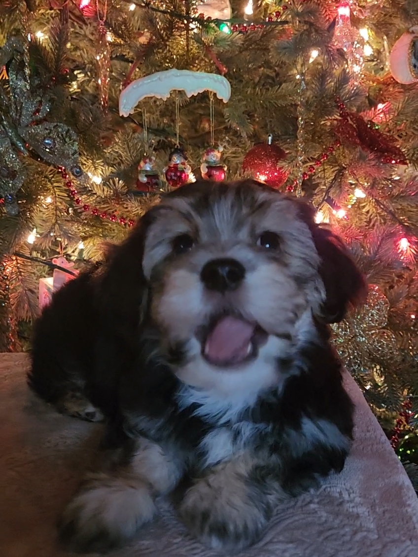 Salmon skin. And crazy nonsense being preformed behind me.  #havanese #groom #puppies #photoshoot #christmas #nostalgia #dogs #fyp #trending #modeling #cutie 